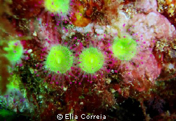 3 Friends! by Elia Correia 